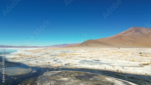 Wild vicunas (Lama vicugna) walking in the Salar de Chalviri hot water spring  in the heart of the Eduardo Avaroa Andean Fauna National Reserve, in the Sur Lípez Province, Potosí, southwest Bolivia