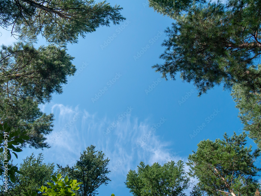 Tops of green trees against the blue sky and clouds in summer. Coniferous trees, pines. Tops of green trees against the blue sky and clouds in summer. Coniferous trees, pines.