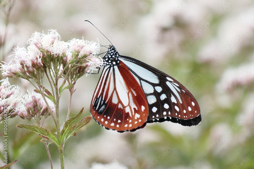 chestnut Tiger on a flower