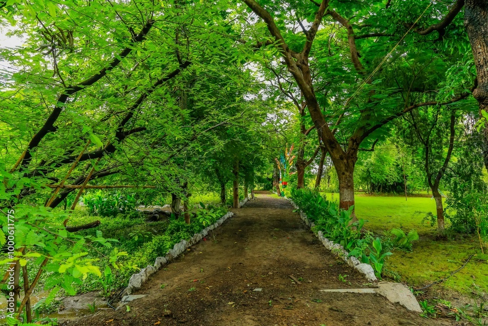 Greenery beauty and green plants Greenery beauty and green plants