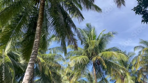 coconut tree