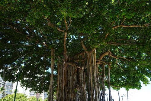 Big Banyan Tree in Hawaii, United States - アメリカ ハワイ ホノルル バニヤンツリー