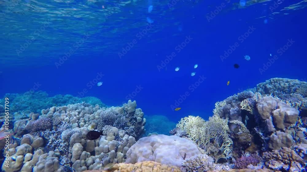 Anthia shoal reef edge.