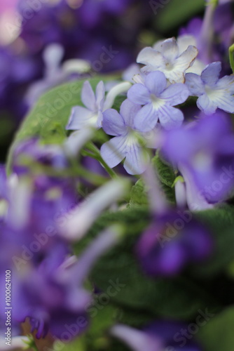 Blossoms in full bloom, each petal unfolding in a burst of color, bringing life and beauty to the world around them—a gentle reminder of nature's endless cycle of renewal and growth