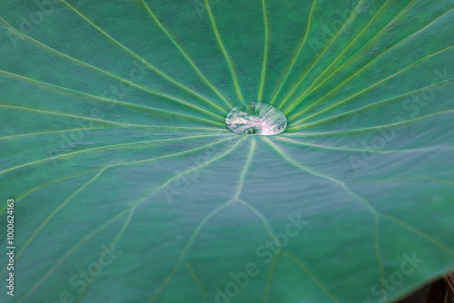 Clearwater raindrops on the beautiful green lotus leaves.