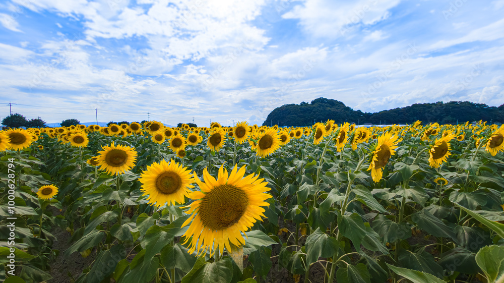 Obraz premium ひまわり畑に咲く大きなひまわり 
