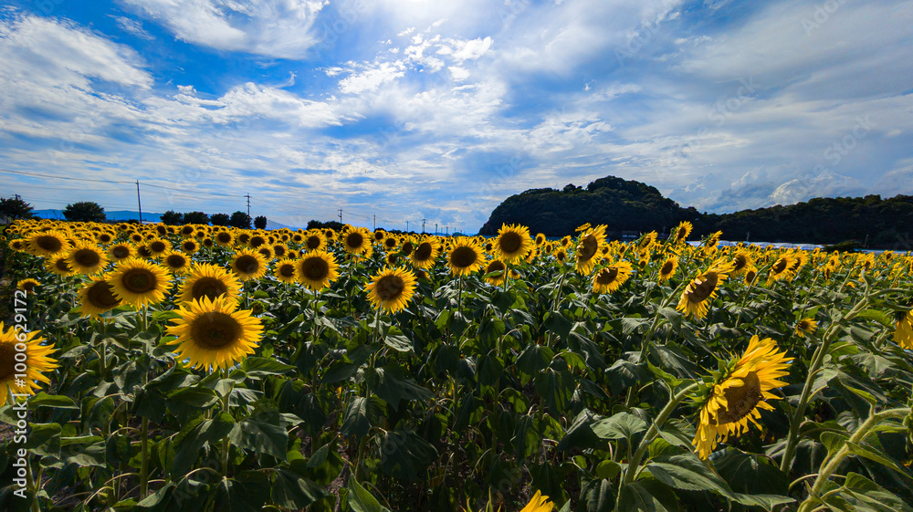 Obraz premium 夏の光を浴びて 