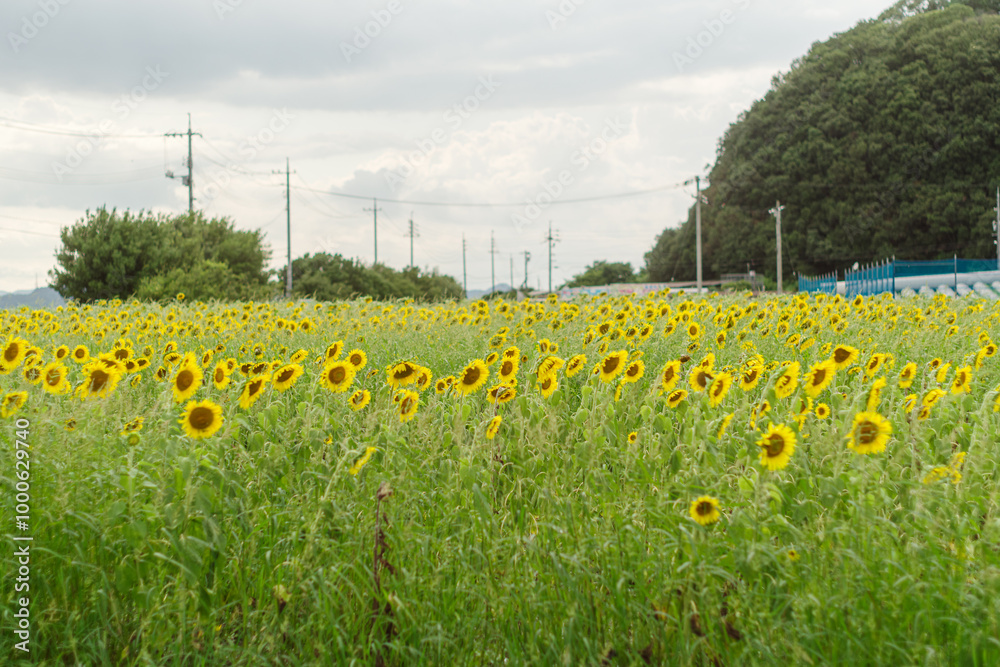 Obraz premium 夏の花といえば黄色いヒマワリ 