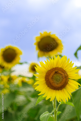 夏の花といえば黄色いヒマワリ
 photo