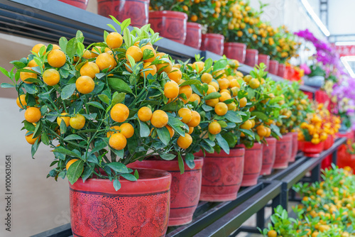 Orange trees in the market