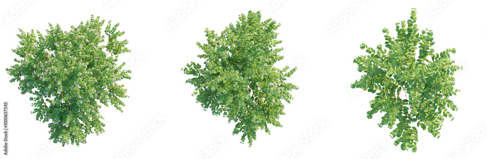 Nyctanthes arbor tristis 1 tree plan top view cutout isolate Nyctanthes arbor tristis 1 tree plan top view cutout isolate