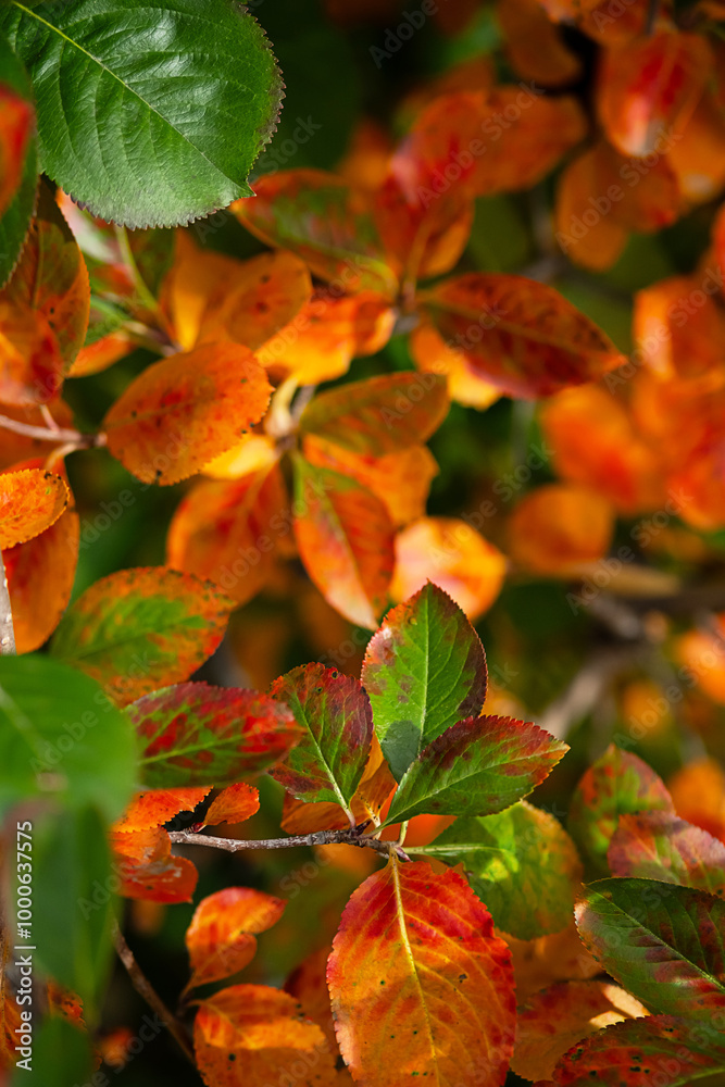Vibrant autumn leaves in shades of red, orange, and green. Vibrant autumn leaves in shades of red, orange, and green.