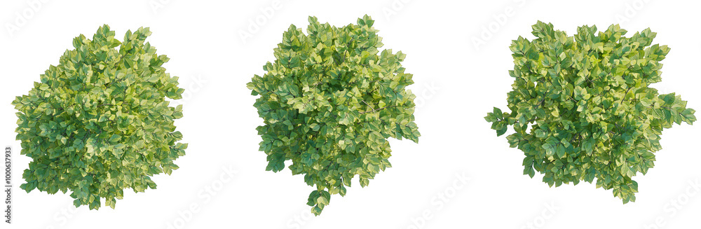 Obraz premium Lawsonia inermis tree plan top view cutout isolate