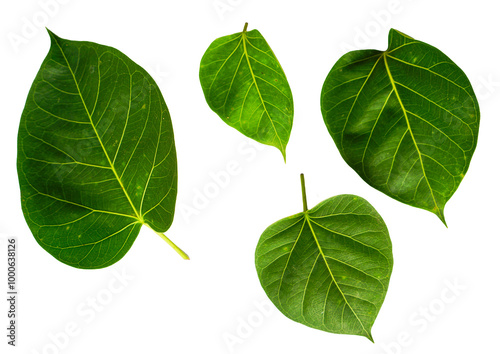 green leaves isolated on white background