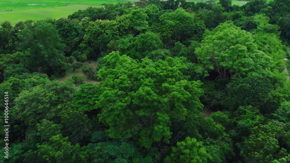 Aerial View of Dense Green Forest in Summer Showcasing Vibrant Foliage and Natural Beauty Over Landscape Aerial View of Dense Green Forest in Summer Showcasing Vibrant Foliage and Natural Beauty Over Landscape