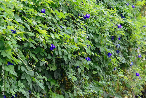 Butterfly Pea Flowers on a Bush in a Garden (Clitoria ternatea), Also Known as Asian Pigeonwings. photo