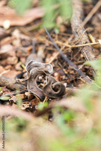 seedpods of Acacia auriculiformis, fall on the ground, commonly known as earleaf acacia, earpod wattle, auri, karuvel, aakashmani. photo