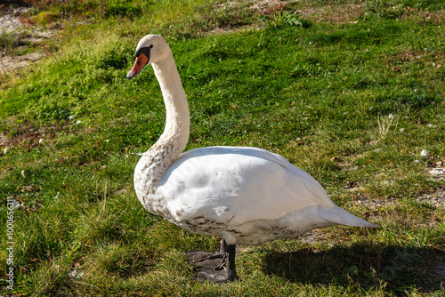 Obraz na płótnie Swan on banks of Curonian Lagoon on Curonian Spit in village Lesnoy. Russia w salonie
