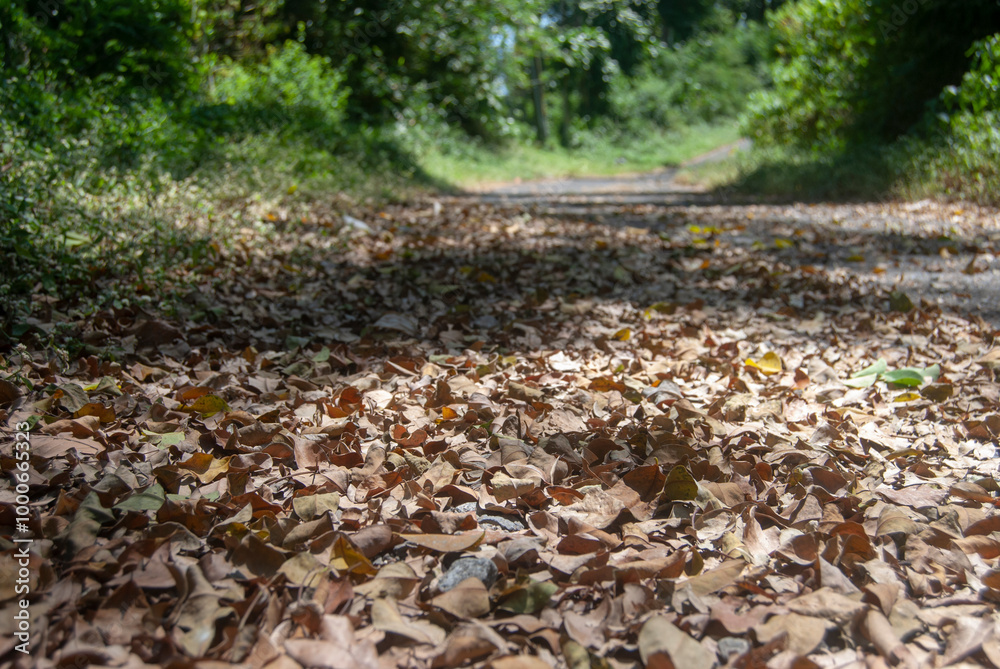 Autumn leaves falling on the road Autumn leaves falling on the road