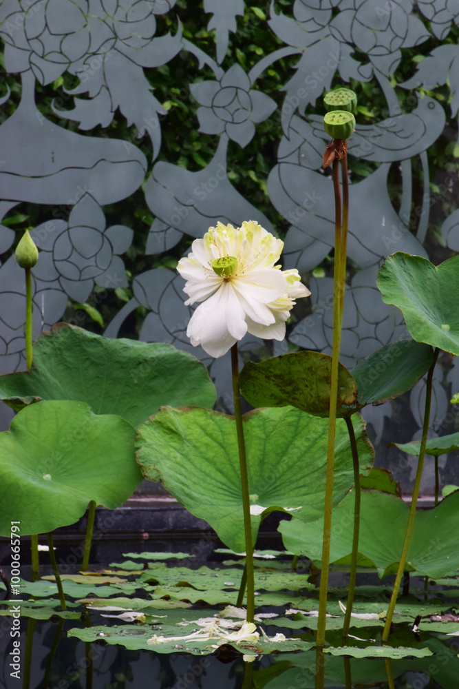 White lotus on the pond with raindrops, Indian lotus, sacred lotus, and bean of India. White lotus on the pond with raindrops, Indian lotus, sacred lotus, and bean of India.
