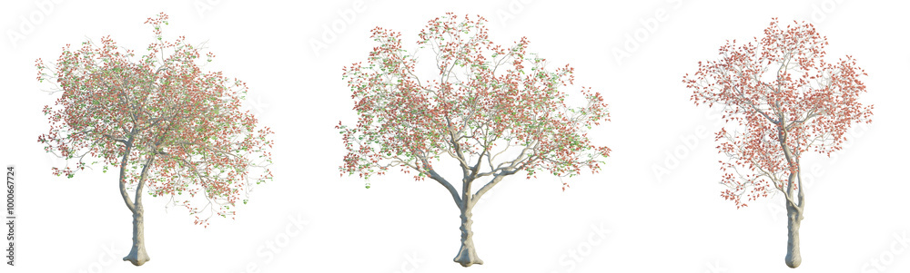 Erythrina variegata tree 4k png cutout transparent Erythrina variegata tree 4k png cutout transparent