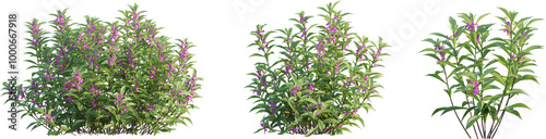 Impatiens balsamina  tree 4k png cutout transparent