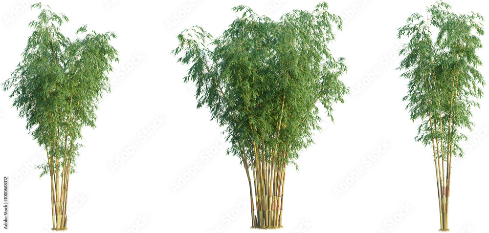 Fototapeta premium Schizostachyum brachyllum tree 4k png cutout transparent