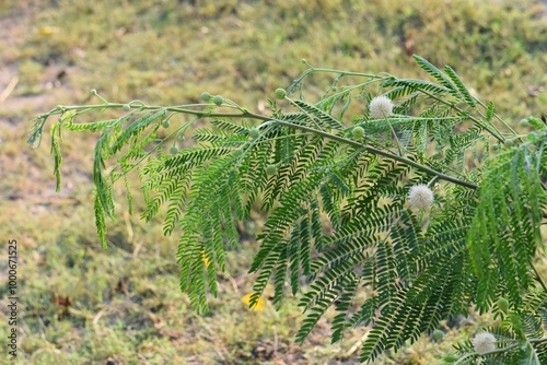 White Popinac Flower (Leucaena leucocephala) – Also Known as River Tamarind, Lead Tree, or Wild Tamarind Flower. photo