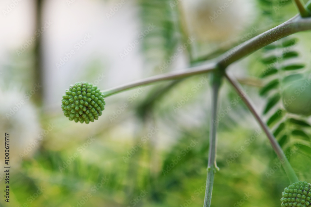 Pollen and Young Green Leaves of White Popinac (Leucaena leucocephala) – Also Known as River Tamarind, Lead Tree, or Wild Tamarind Flower, Close-Up Shot. Pollen and Young Green Leaves of White Popinac (Leucaena leucocephala) – Also Known as River Tamarind, Lead Tree, or Wild Tamarind Flower, Close-Up Shot.