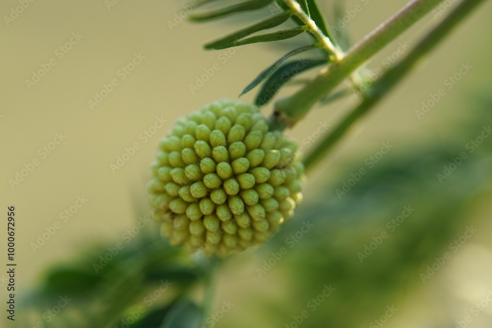Pollen and Young Green Leaves of White Popinac (Leucaena leucocephala) – Also Known as River Tamarind, Lead Tree, or Wild Tamarind Flower, Close-Up Shot. Pollen and Young Green Leaves of White Popinac (Leucaena leucocephala) – Also Known as River Tamarind, Lead Tree, or Wild Tamarind Flower, Close-Up Shot.