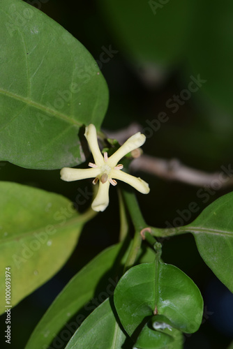 Siamese Randia Flowers, Fragrant Randia Flowers, Oxyceros Horridus (Oxycerus Horridus Lour.) photo