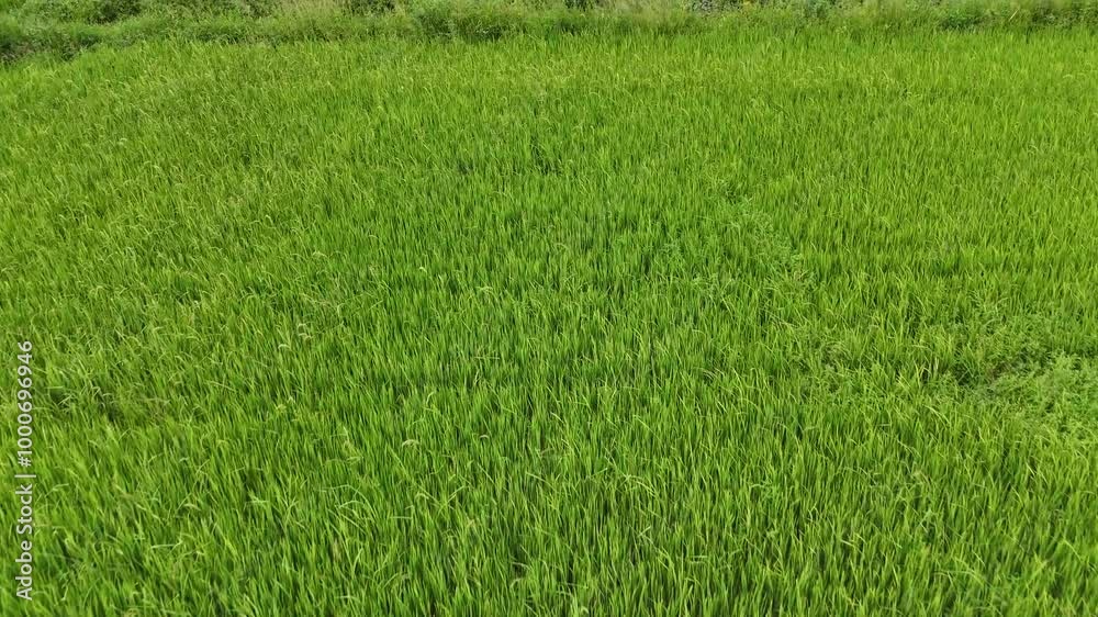 Aerial photography drone countryside agriculture and fores