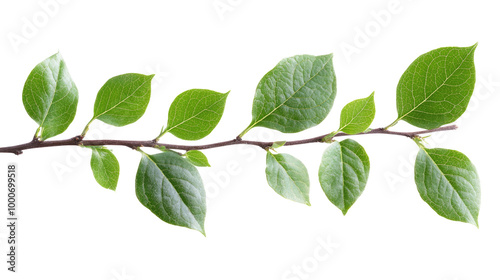 green leaves isolated on white background