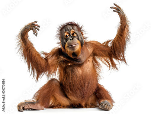 orangutan sitting with raised arms isolated on white background