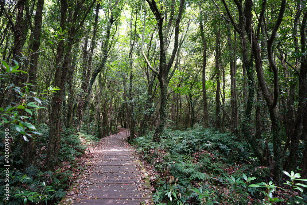 fine boardwalk in refreshing spring forest fine boardwalk in refreshing spring forest