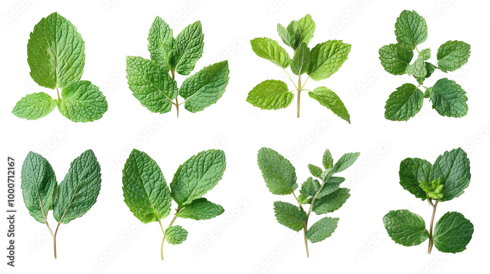 set of green mint leaves isolated on white background