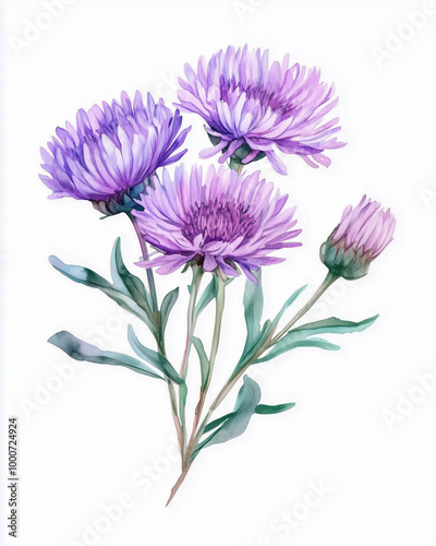 Beautiful modern hand drawn watercolor Aster flowers. Greeting birthday card