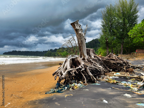 A tree stump is currently laying on the beach close to the ocean