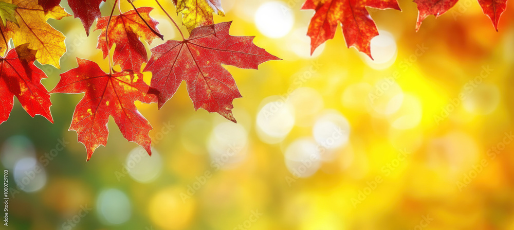 Autumn template with red maple leaves and sunlight Autumn template with red maple leaves and sunlight