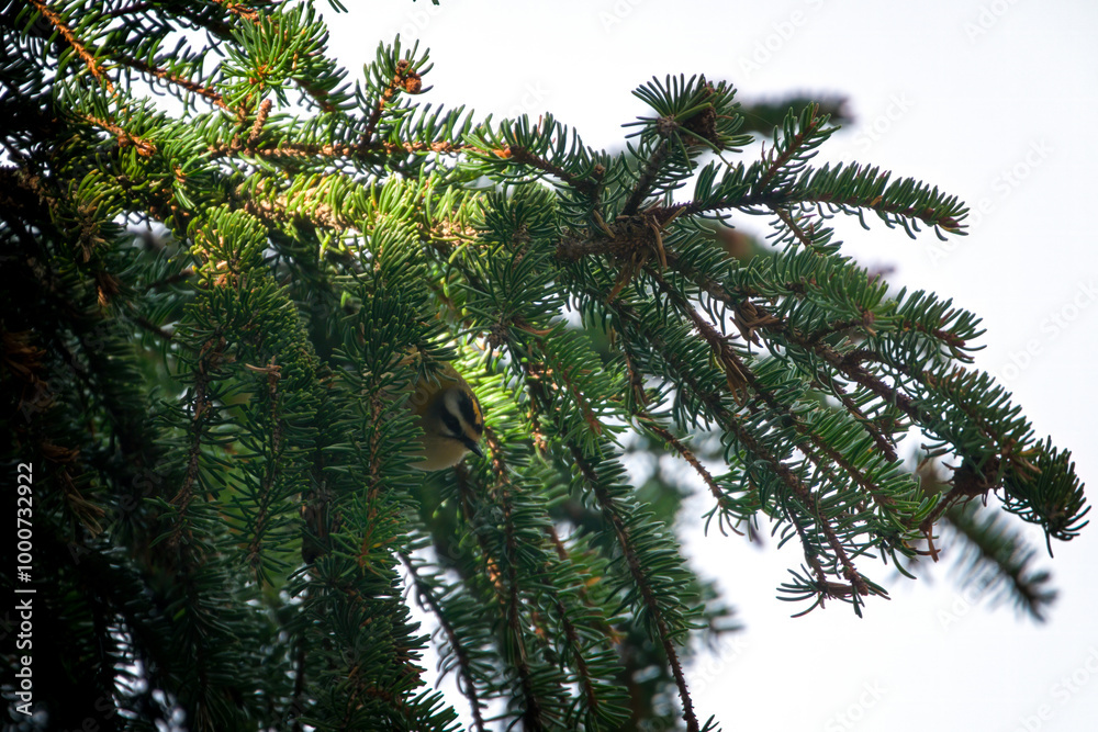 a common firecrest, regulus ignicapilla, is sitting on twigs from a spruce at a autumn day, it's the smallest bird in europe