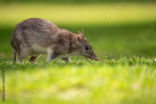 Bandicoot on the lawn photo