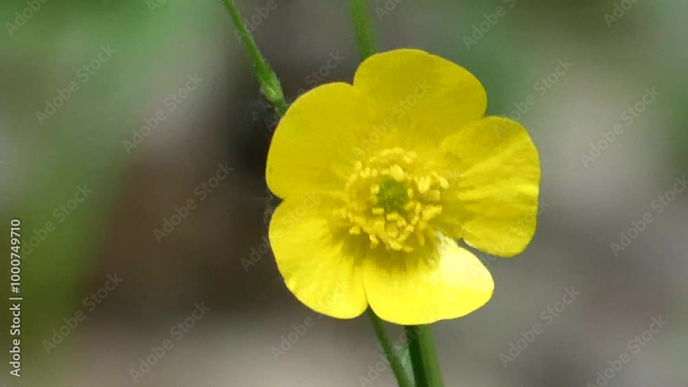 Buttercup is a genus of annual or perennial herbaceous plants of the Buttercup family. Buttercup is a genus of annual or perennial herbaceous plants of the Buttercup family.