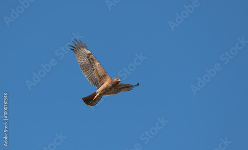 Bonelli's Eagle