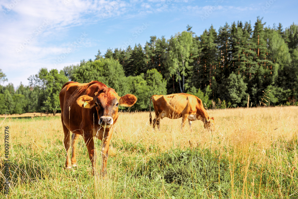 Brown cows graze on green meadow near forest on summer day, close-up Brown cows graze on green meadow near forest on summer day, close-up