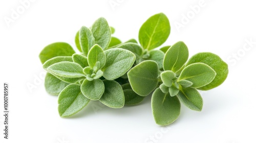 Fresh Marjoram Sprigs on a White Background Generative AI