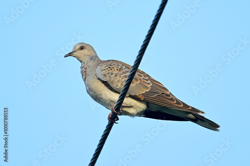 Turteltaube // Turtle Dove (Streptopelia turtur) photo