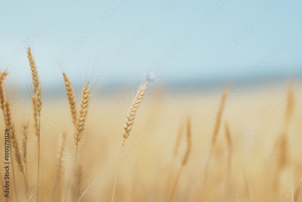 Close-up of wheat stalks against a blue sky. Close-up of wheat stalks against a blue sky.