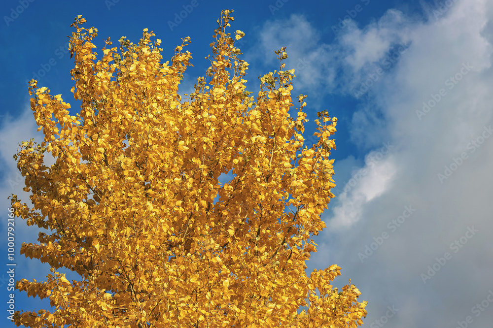 Fototapeta premium A treetop with bright yellow leaves under a clear blue sky and fluffy white clouds