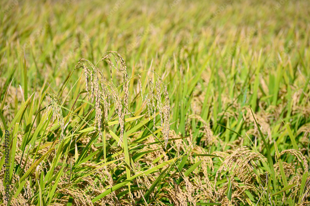 Korean traditional rice farming. Rice farming landscape in autumn. Rice field and the sky in, Gimpo-si, Gyeonggi-do,Republic of Korea. Korean traditional rice farming. Rice farming landscape in autumn. Rice field and the sky in, Gimpo-si, Gyeonggi-do,Republic of Korea.