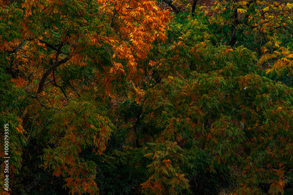 autumn in the forest autumn in the forest